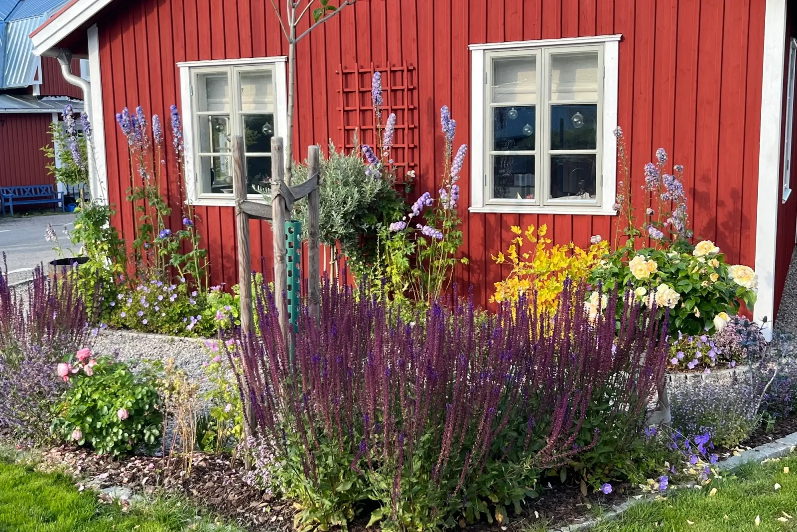 Blommande riddarsporrar, lila salvia och ljusgula rosor framför rödmålad fiskestuga med spaljé