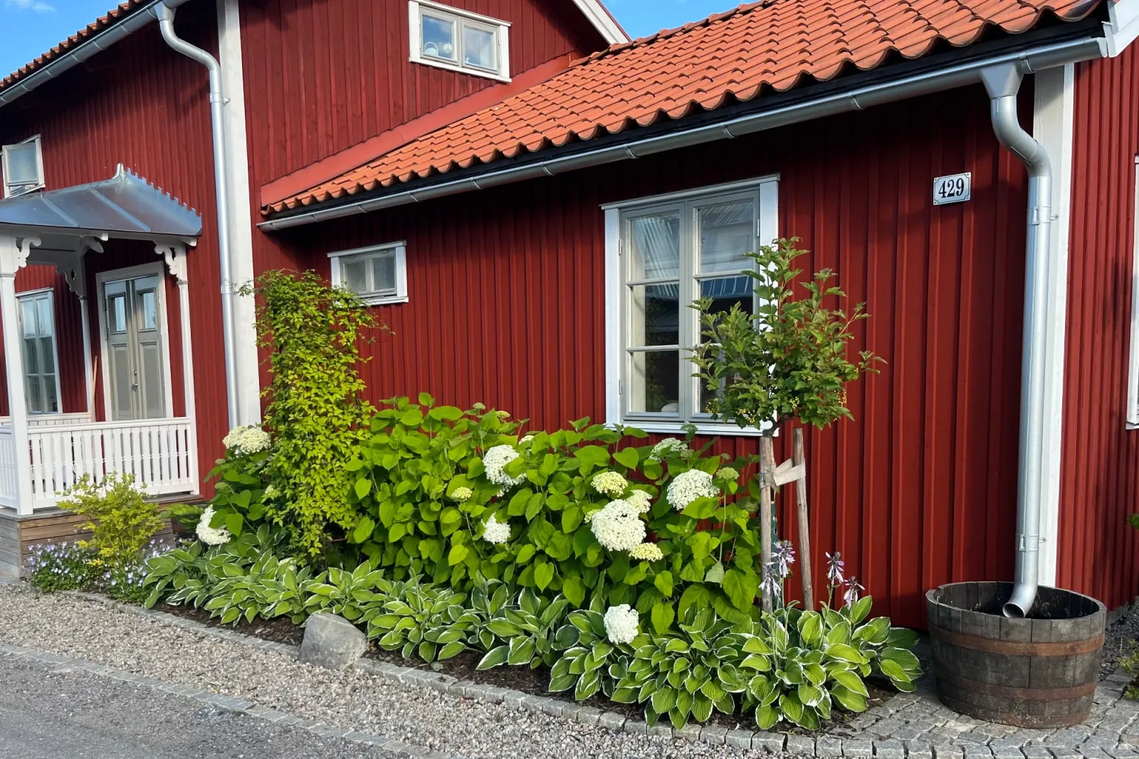 Vitblommande vidjehortensia och brokbladiga funkior i rabatt längs röd träfasad, med ekfat vid stupröret