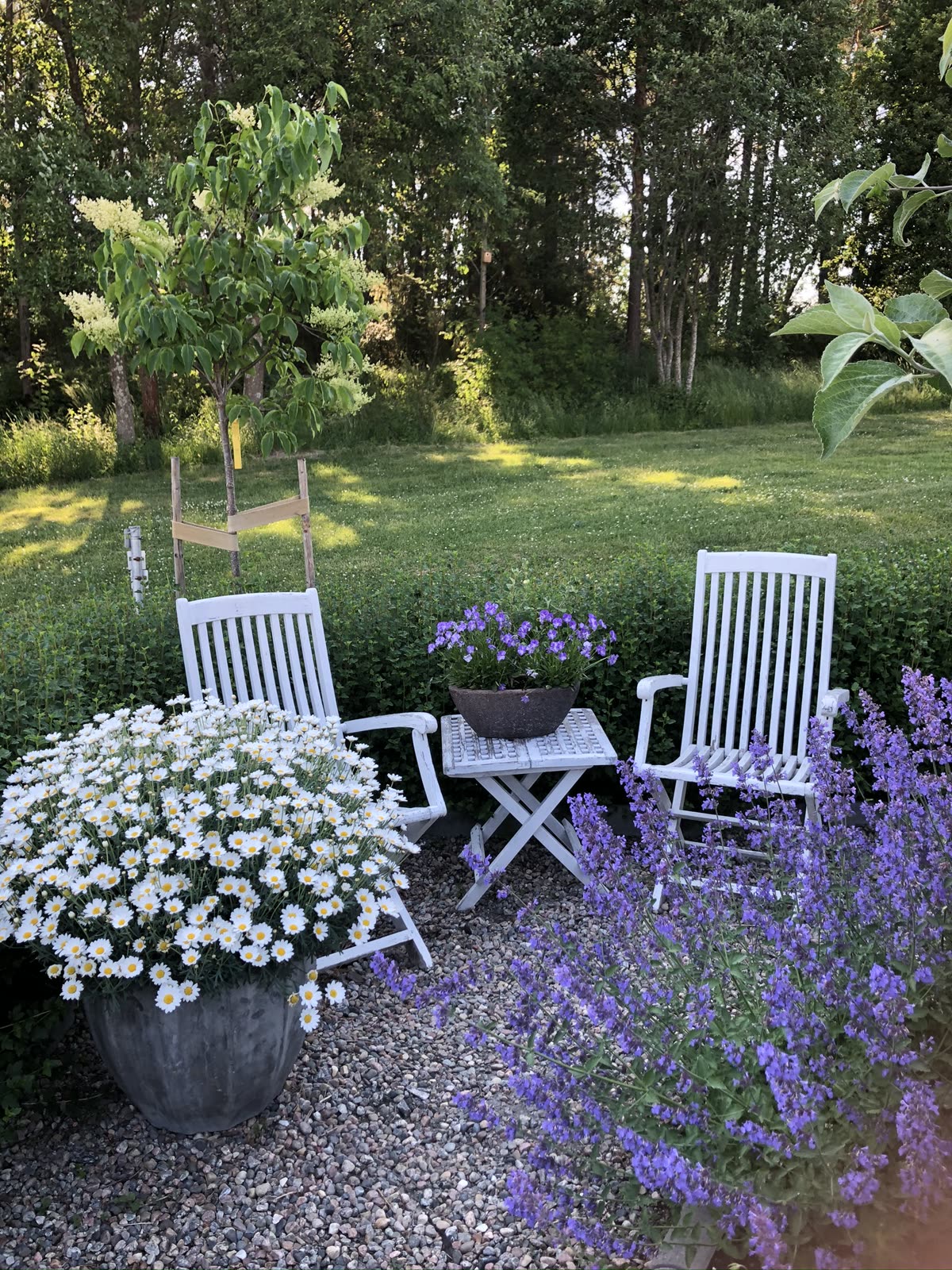 Sittplats på singel med vita trädgårdsstolar, litet bord med violer, kruka full av margeriter och blommande kantnepeta