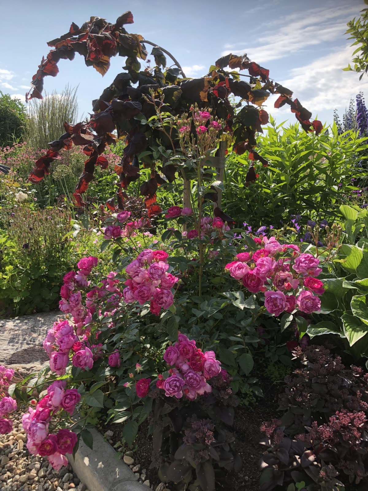 Rikt blommande rosa rosor under ett litet hängträd med mörkröda blad, intill mörkt fetblad och betongkantsten