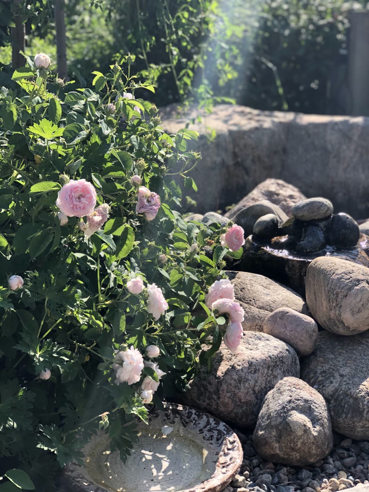 Ljusrosa rosor i motljus vid ett litet vattenspel av mörka stenar bland rundade naturstenar och ett fågelbad i keramik