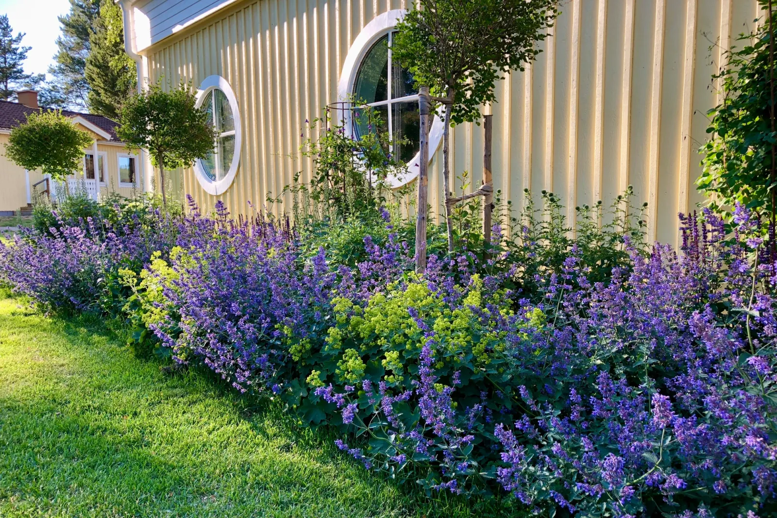 Blommande rabatt med blå kantnepeta och limegrön daggkåpa längs gul träfasad med runda fönster