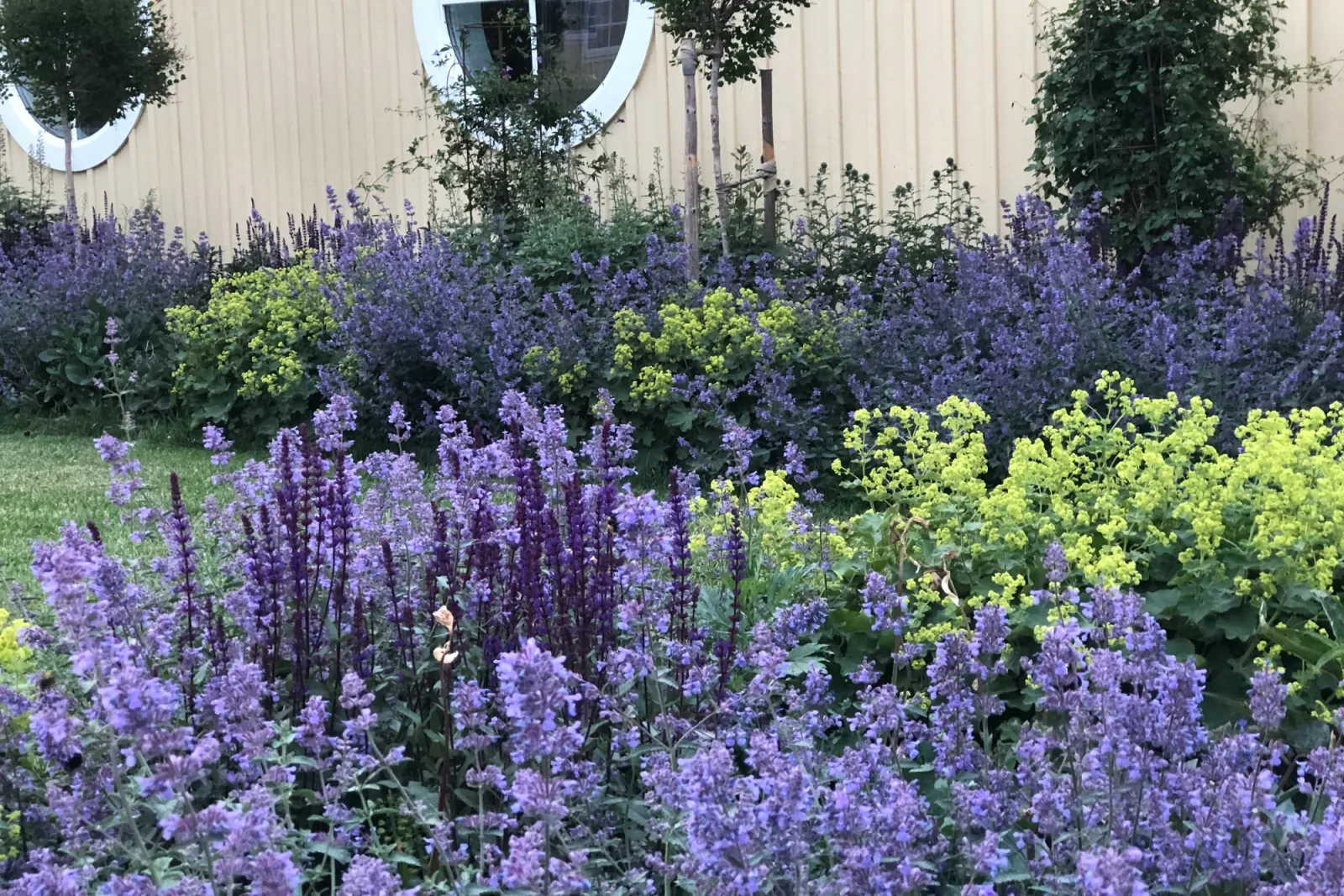 Böljande perennrabatt där mörklila stäppsalvia möter blå kantnepeta och gulgrön daggkåpa