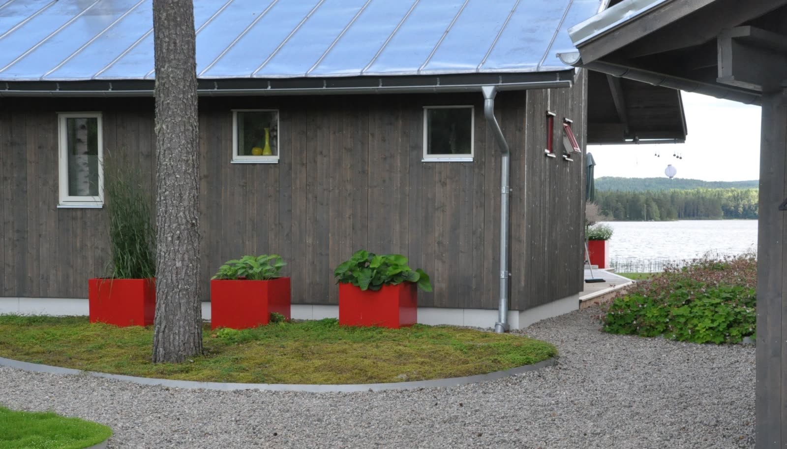 Röda planteringslådor med bladväxter längs mörk träfasad, mossmatta kring tallstam och sjön i fonden