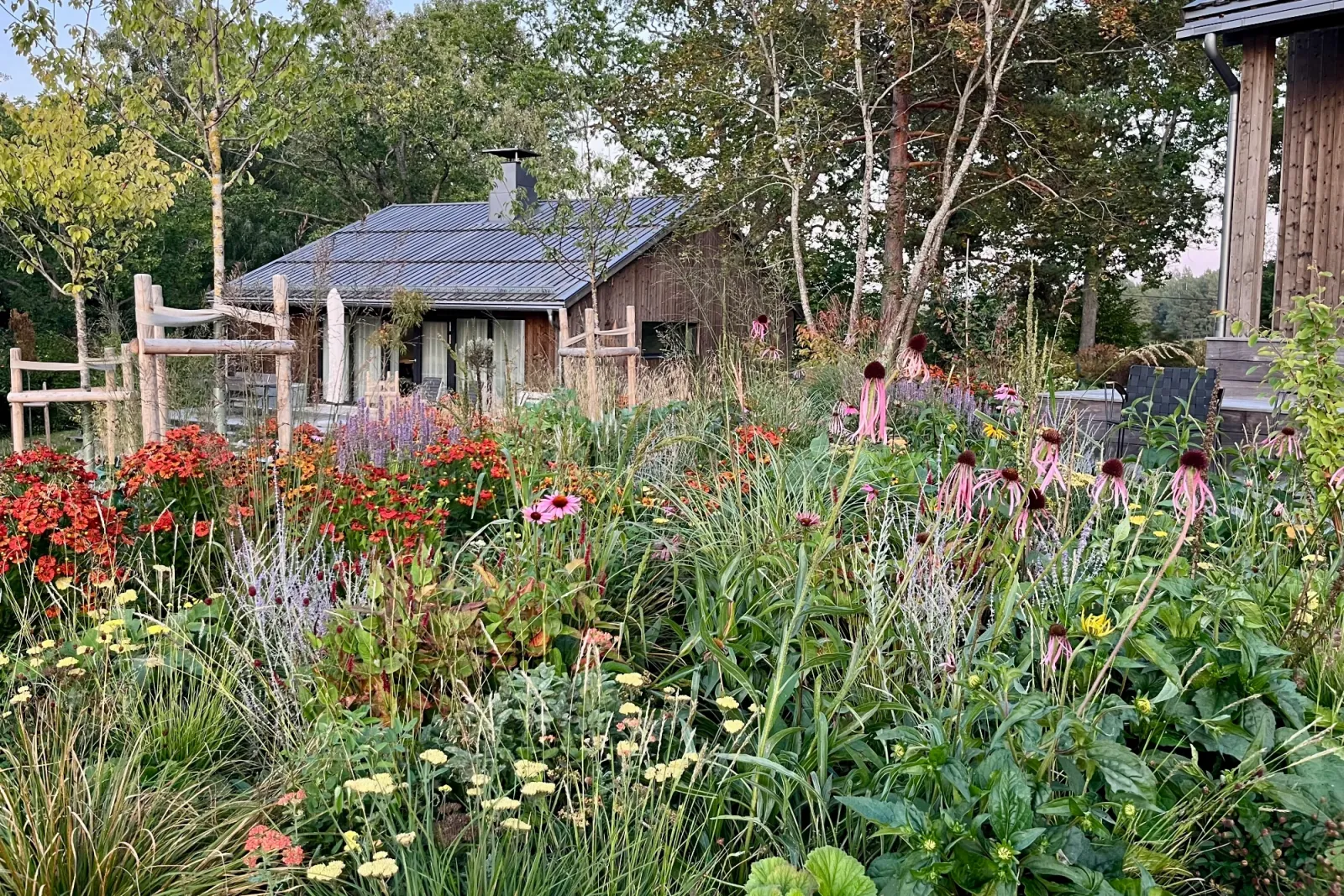 Färgstark perennrabatt med solbrud, röd rudbeckia och prydnadsgräs framför grånat trähus