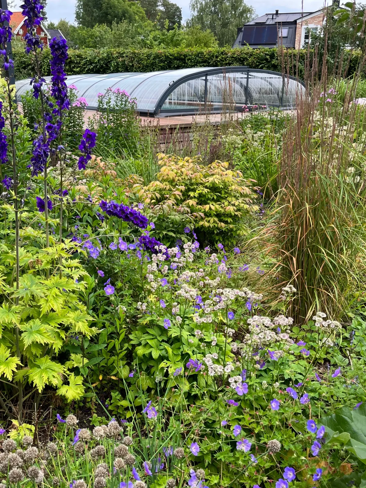 Blå trädgårdsnäva, stjärnflocka och höga lilablå blomspiror framför poolen med skjutbart pooltak